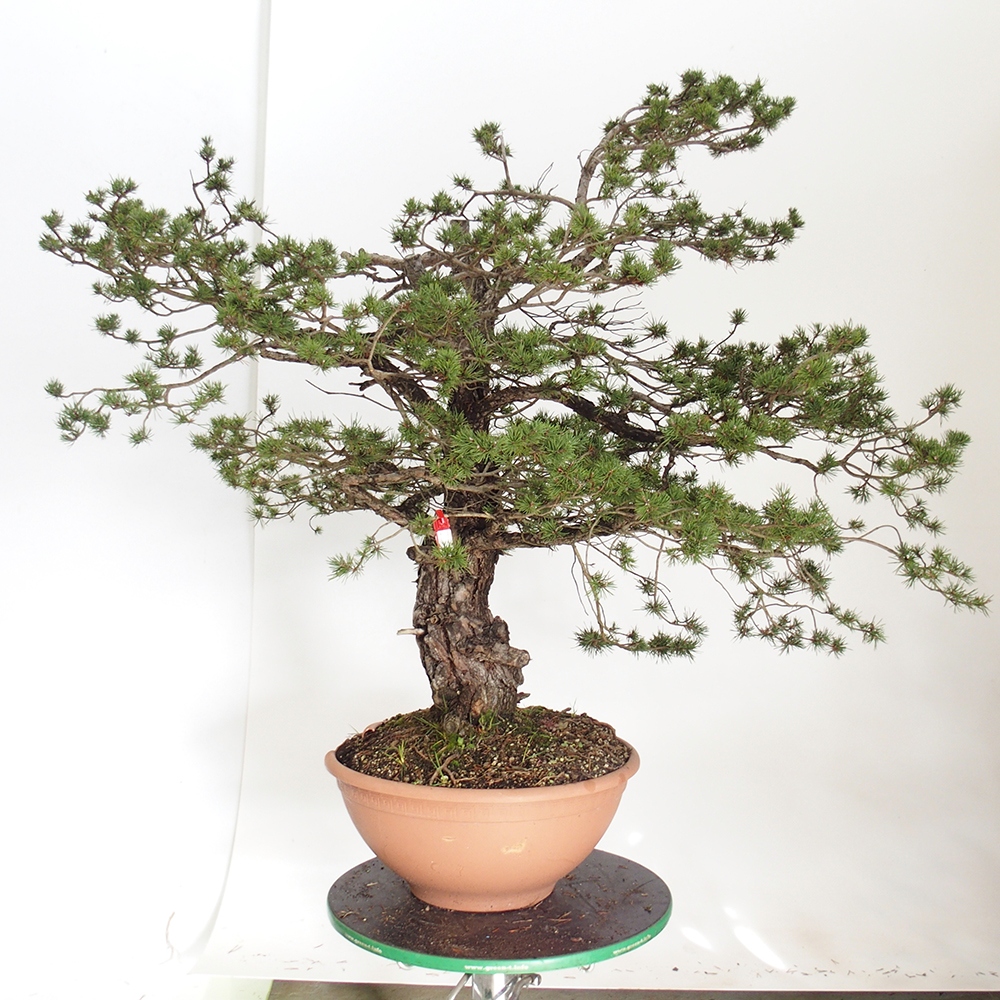 Yamadori - Pinus sylvestris España