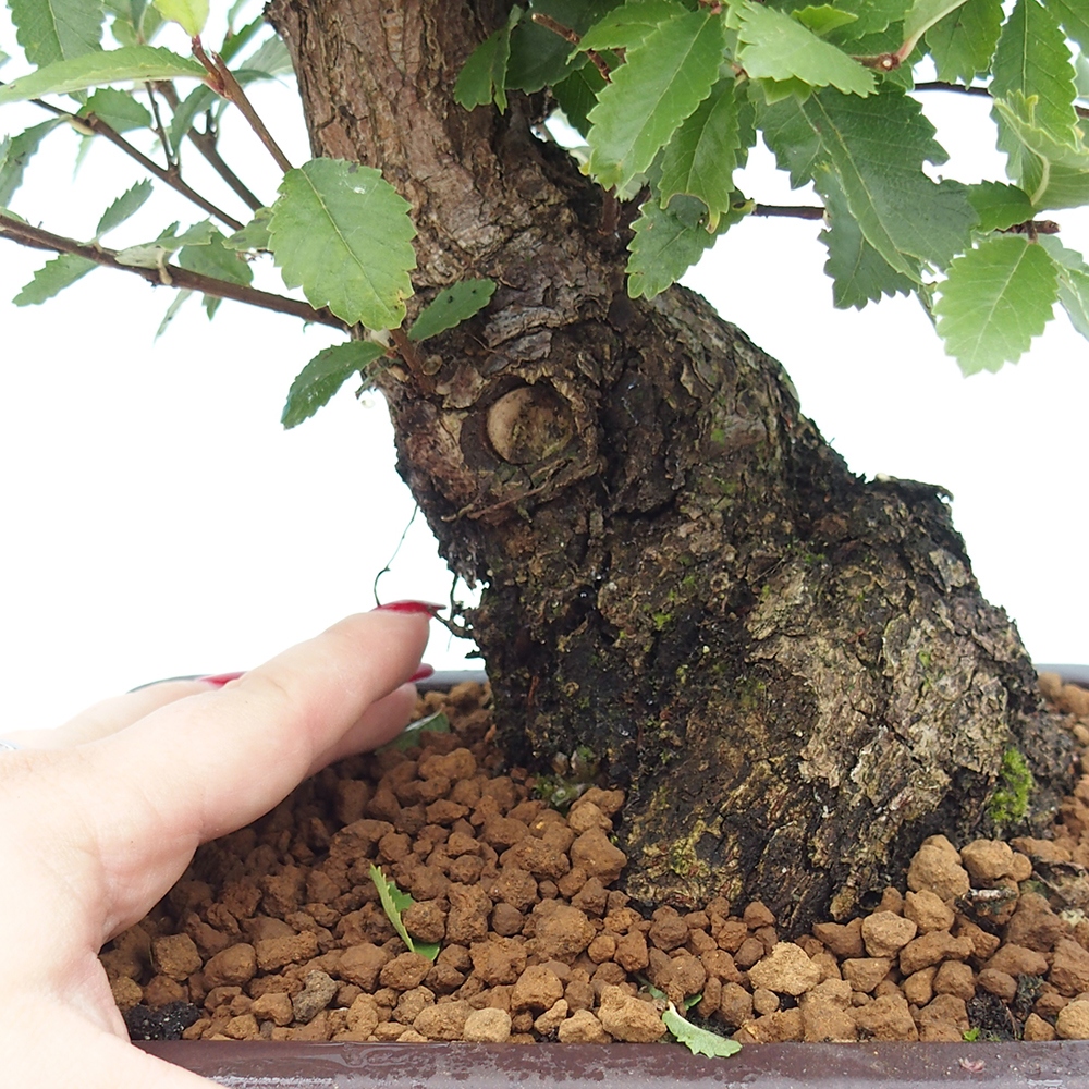 Bonsai de exterior - Zelkova - Zelkova NIRE