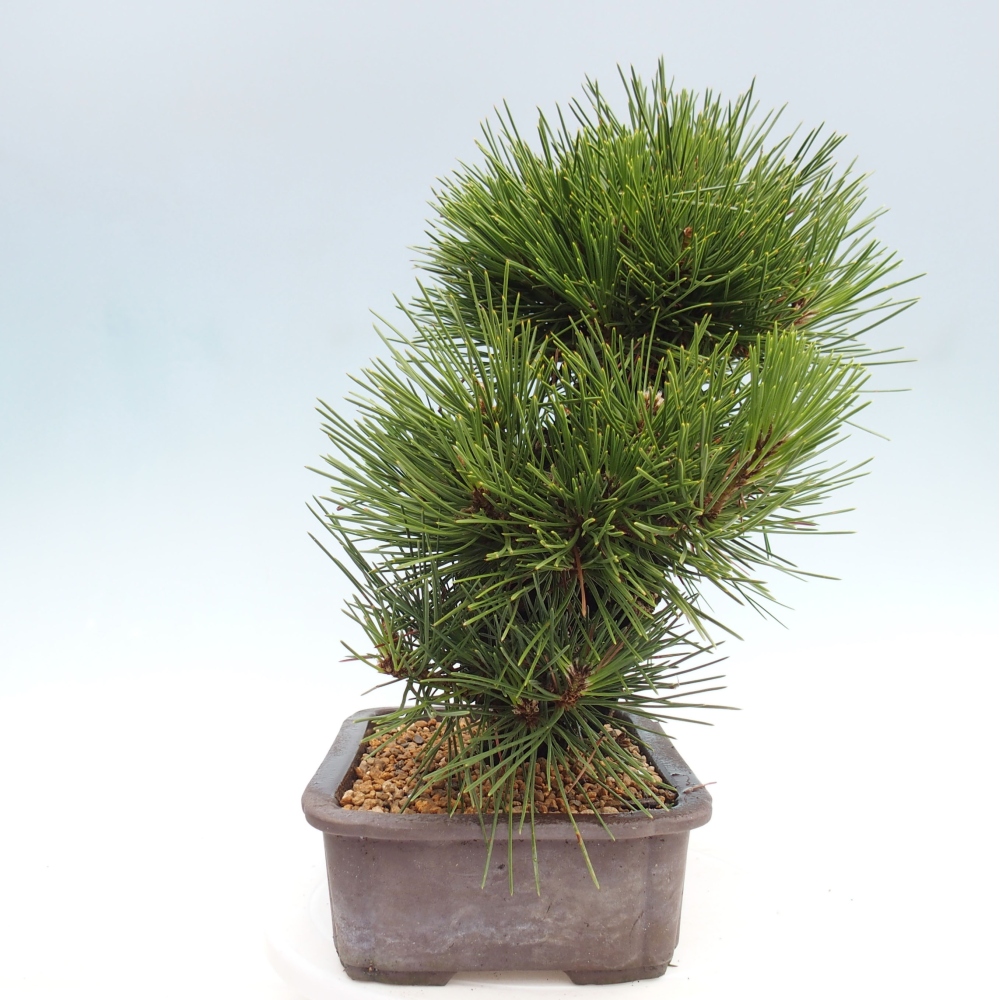Bonsái de exterior - Pinus thunbergii - Pino Thunberg