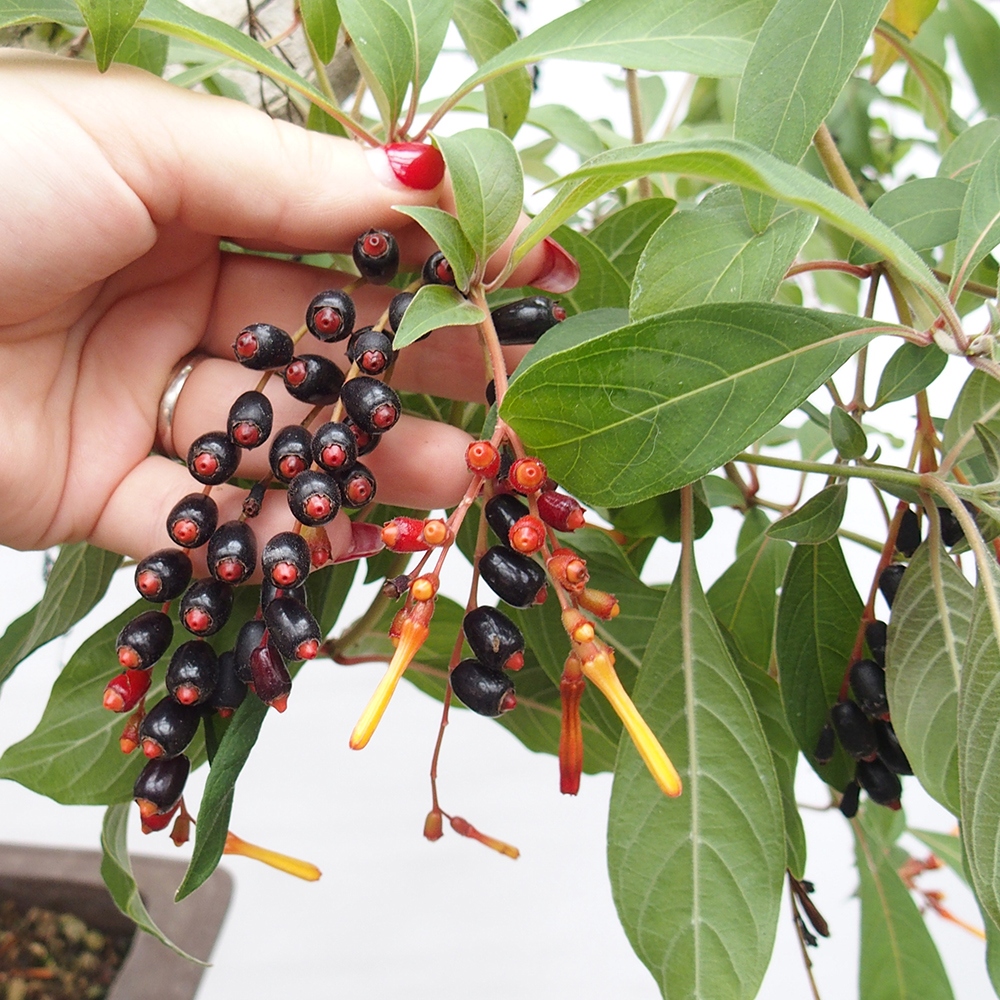 Bonsái de habitación - Patente Hamelia