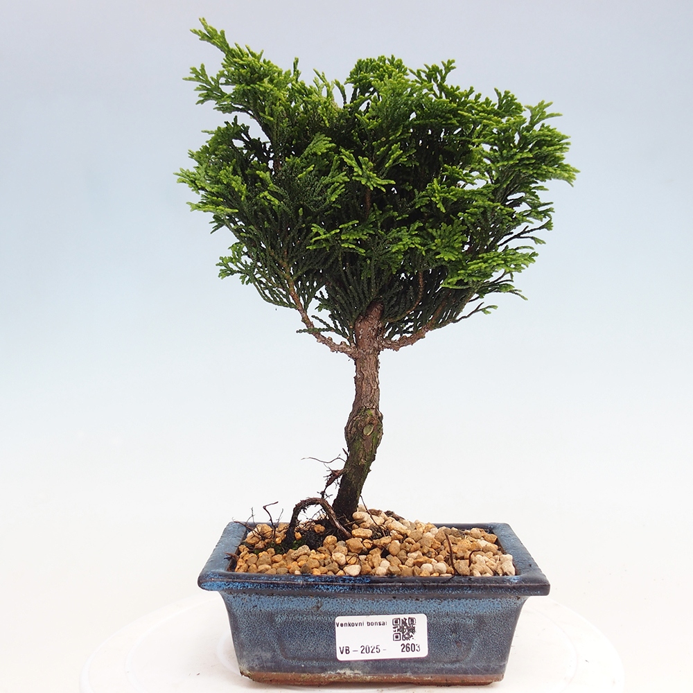 Bonsai de exterior - Cham.pis obtusa Nana Gracilis - Ciprés