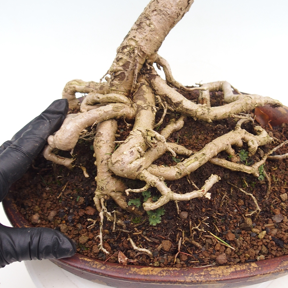 Bonsai de exterior - Ginkgo biloba - Ginkgo biloba