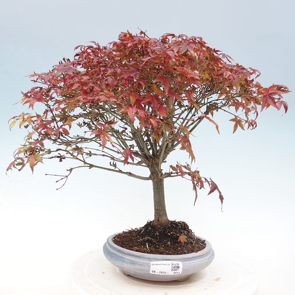 Acer palmatum KIOHIME - Arce palmito