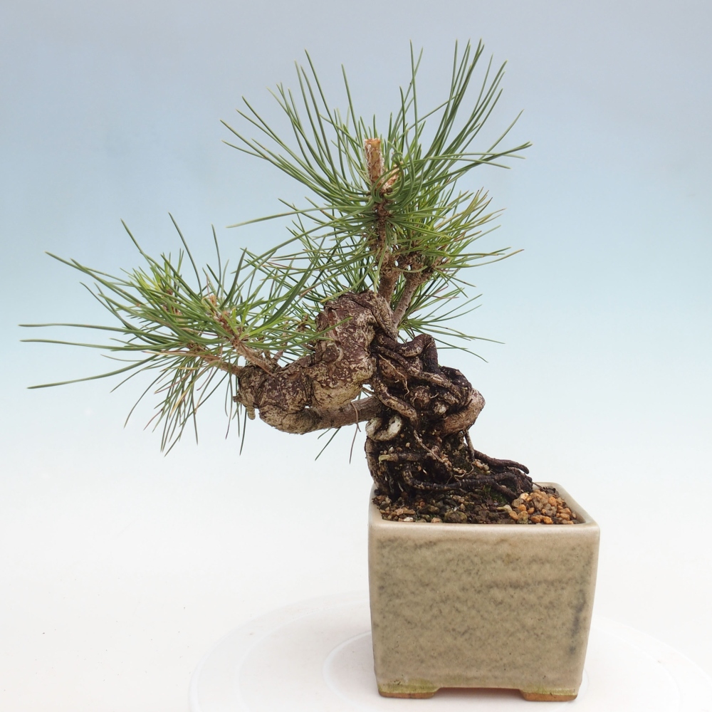 Bonsái de exterior - Pinus thunbergii - Pino Thunberg