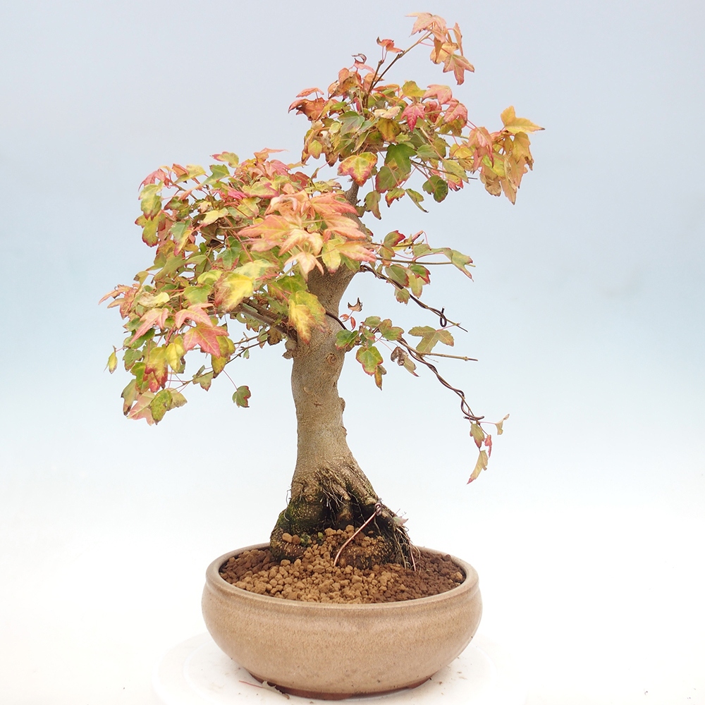 Bonsai de exterior - Acer Buergerianum - Arce hamburgués