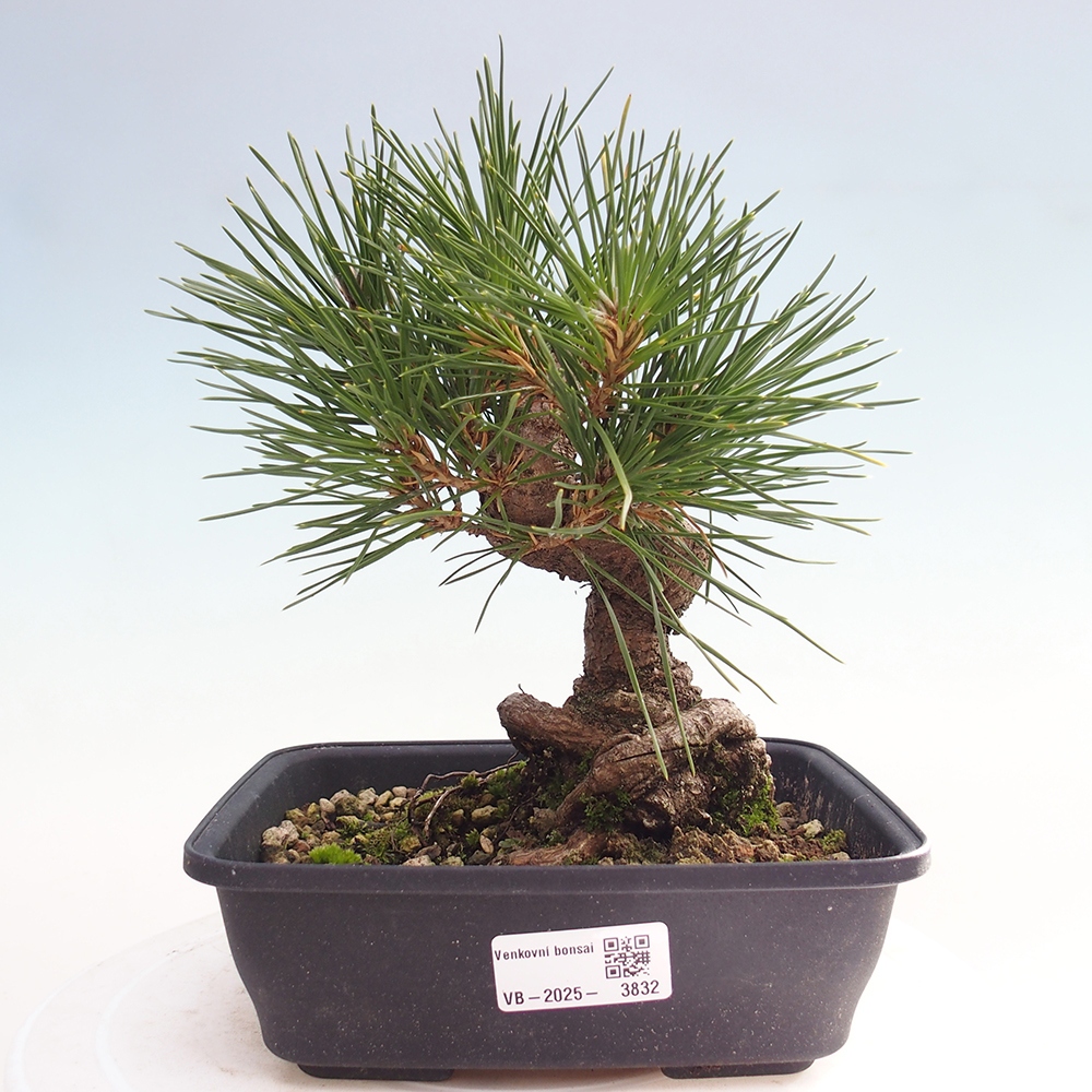Bonsái de exterior - Pinus thunbergii - Pino Thunberg