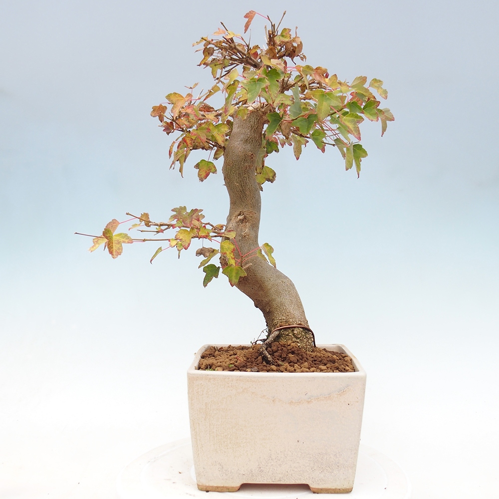 Bonsai de exterior - Acer Buergerianum - Arce hamburgués