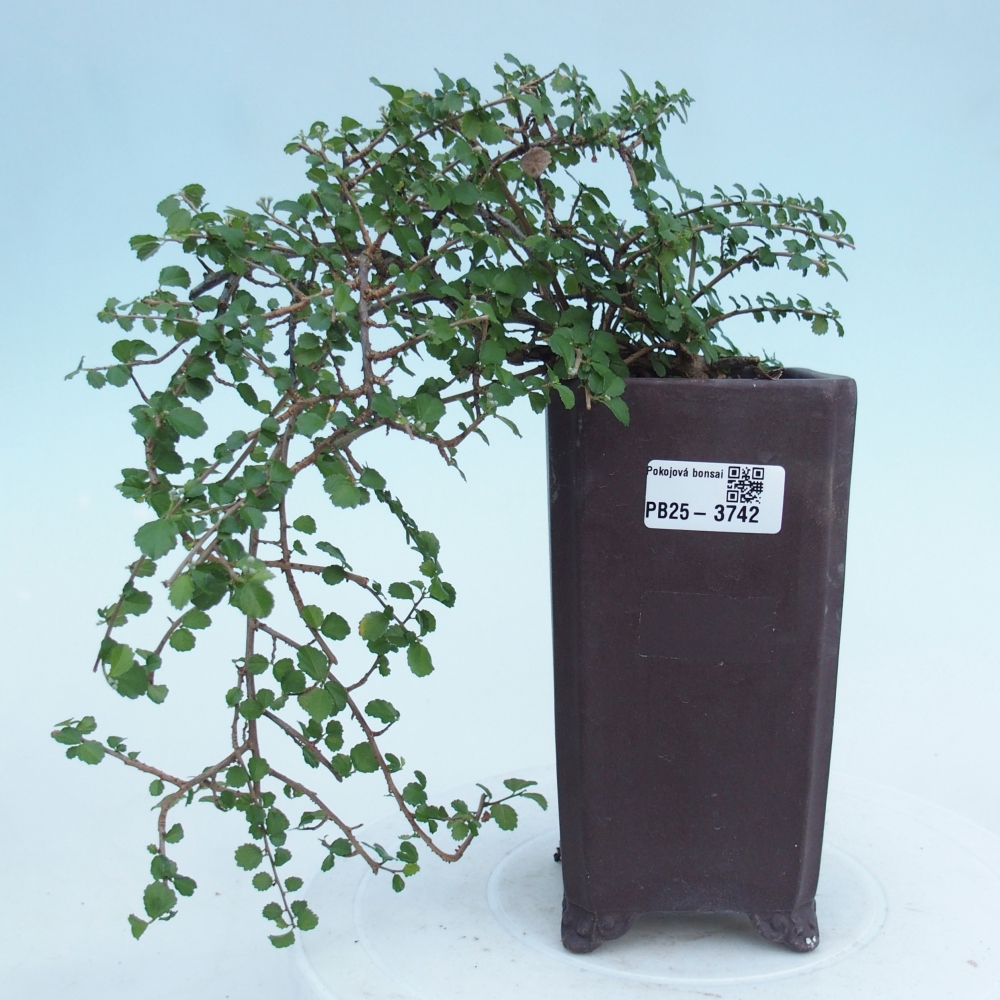 Bonsái de habitación - Grewia sp. - Grewia malafolia