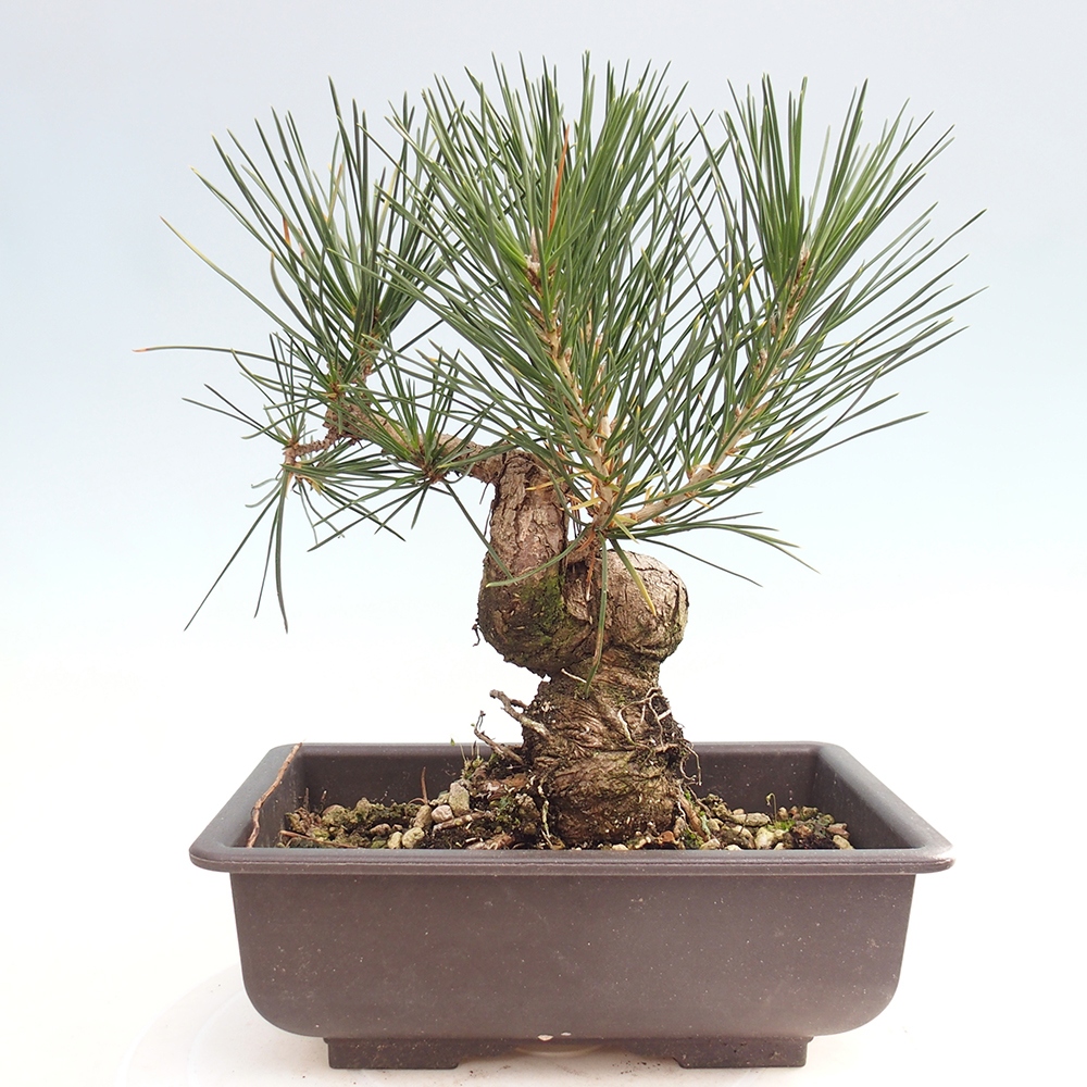 Bonsái de exterior - Pinus thunbergii - Pino Thunberg
