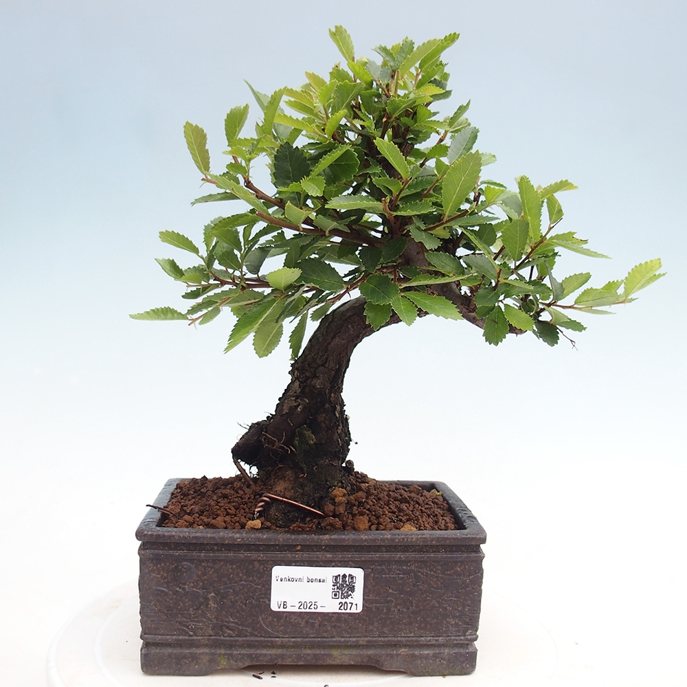 Bonsai de exterior - Zelkova - Zelkova NIRE