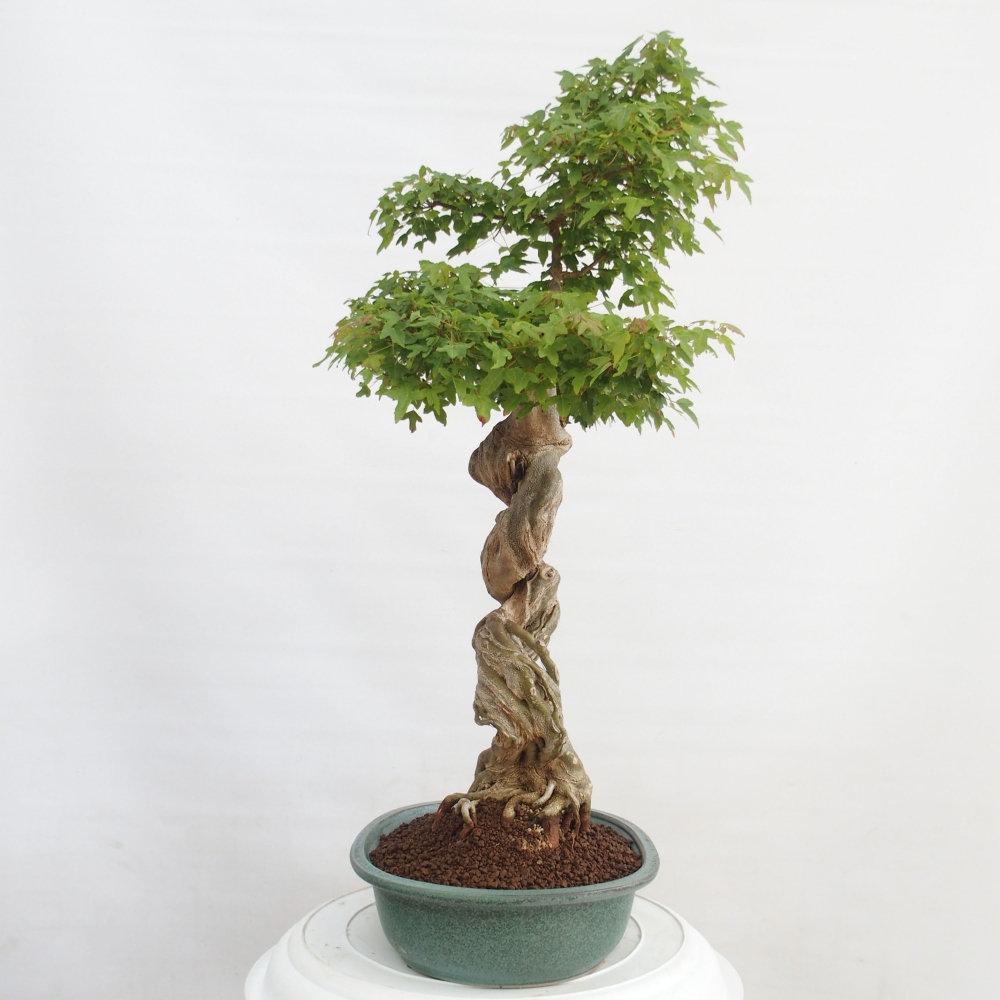 Bonsai de exterior - Acer Buergerianum - Arce hamburgués
