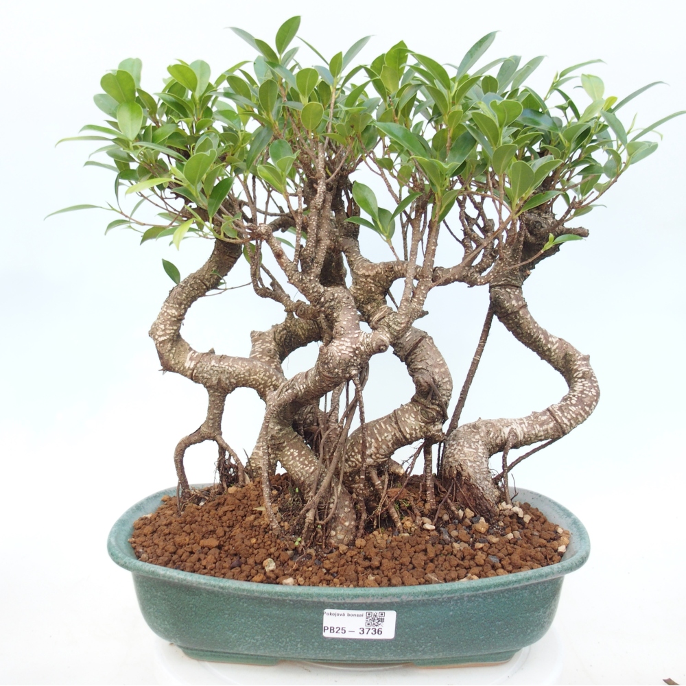 Bonsái de habitación - Ficus kimmen - ficus de hoja pequeña