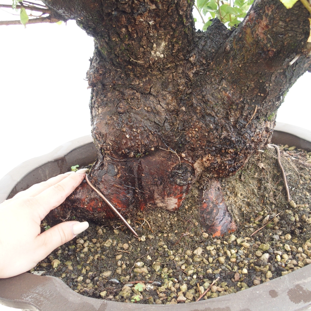 Bonsai de exterior - Mahalebka - Prunus mahaleb