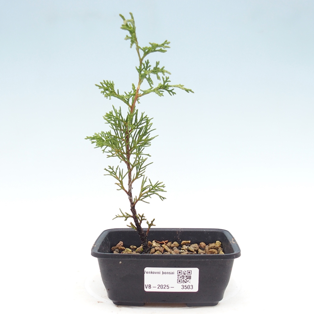 Bonsái de exterior - Juniperus chinensis Itoigawa