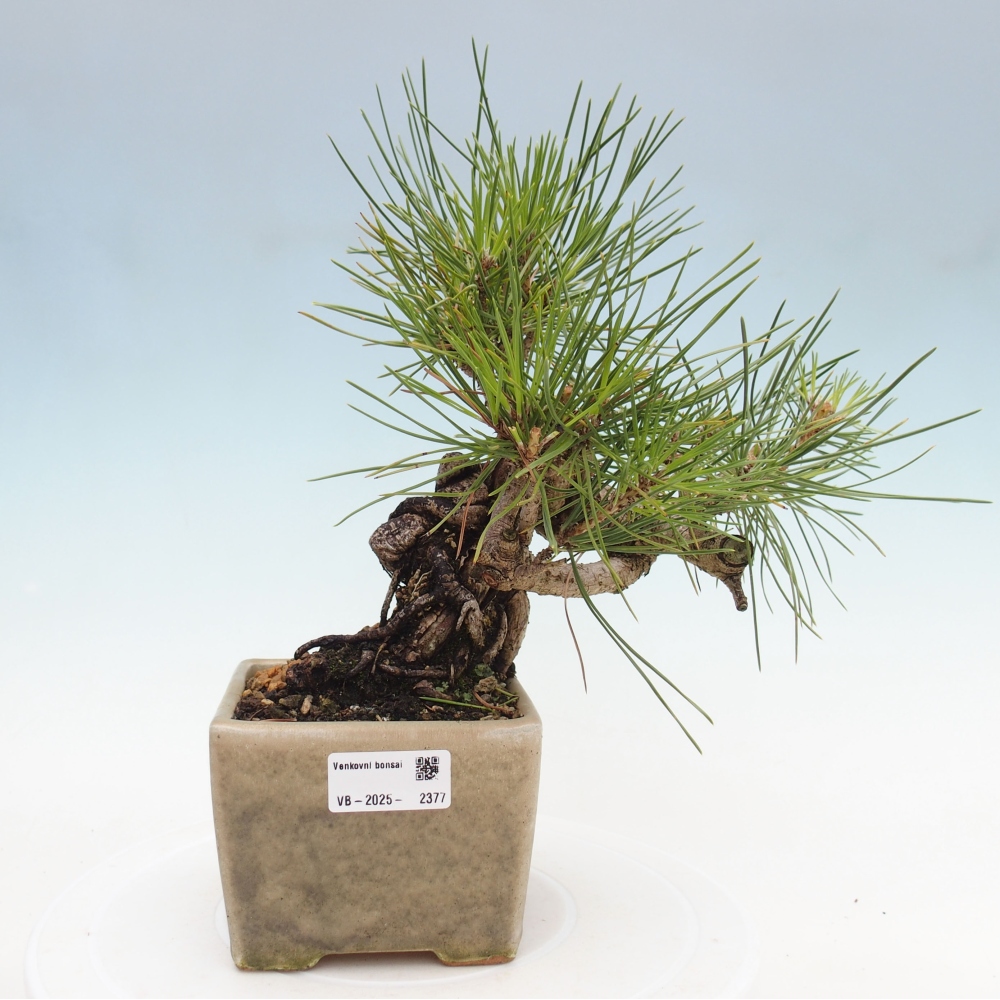 Bonsái de exterior - Pinus thunbergii - Pino Thunberg