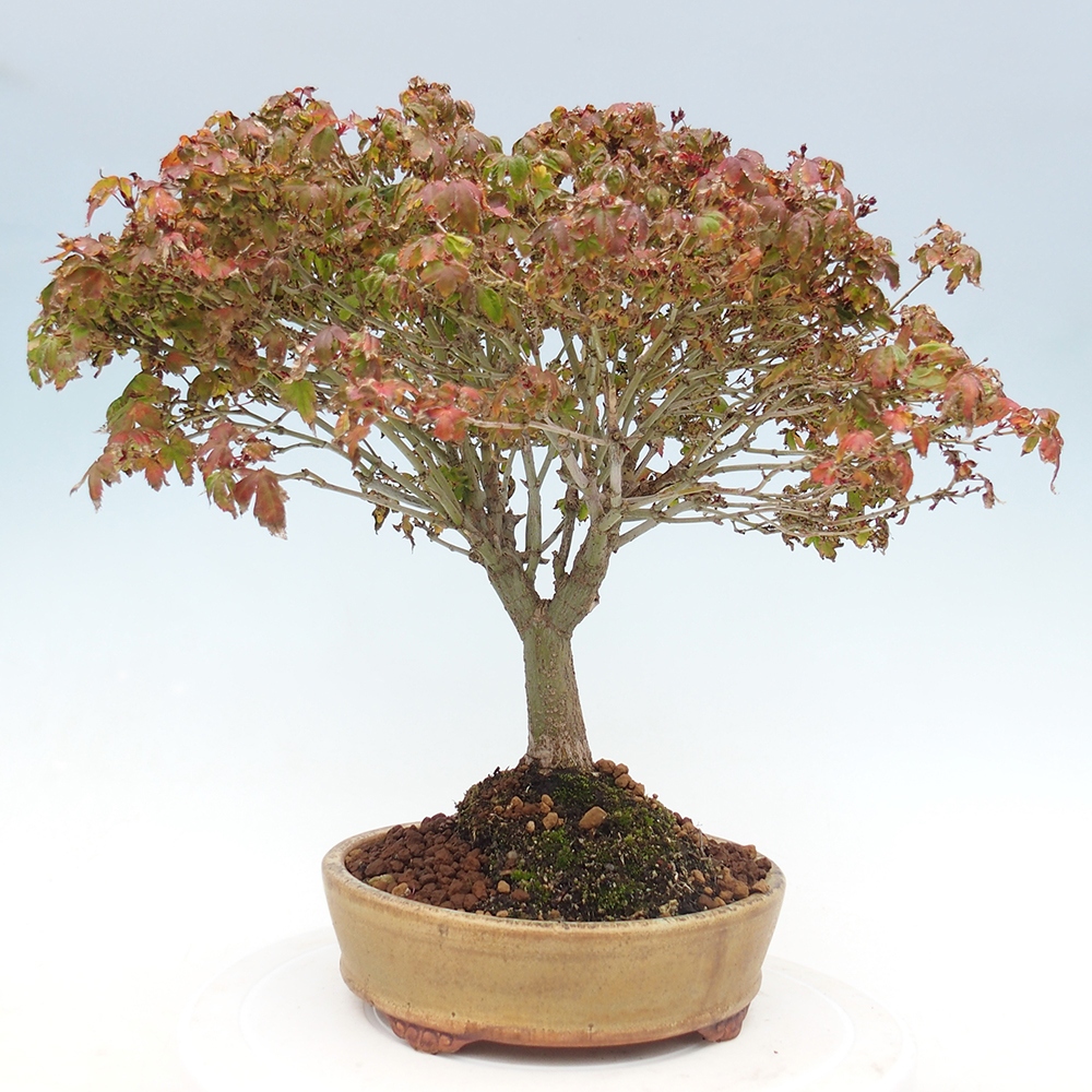 Acer palmatum KIOHIME - Arce palmito
