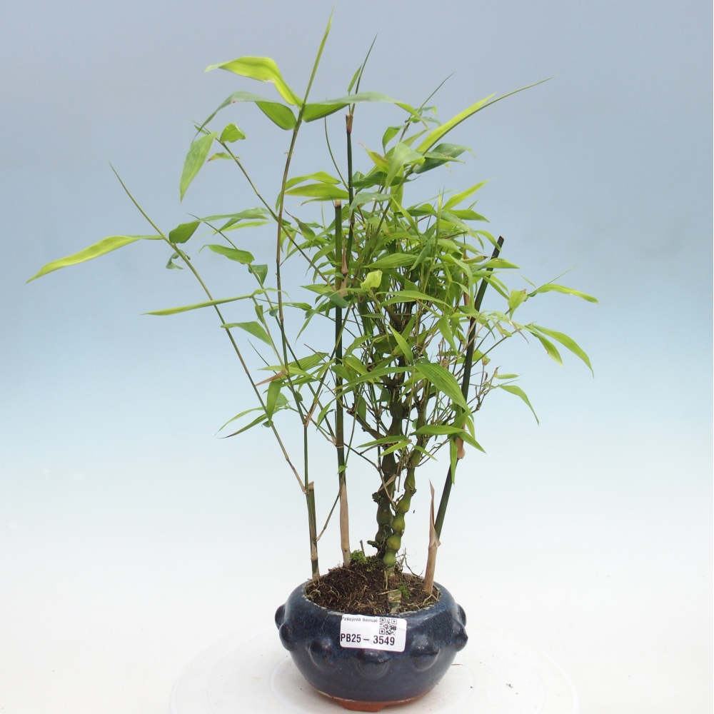 Bonsái de habitación - Bambú buda-Bambú buda barriga