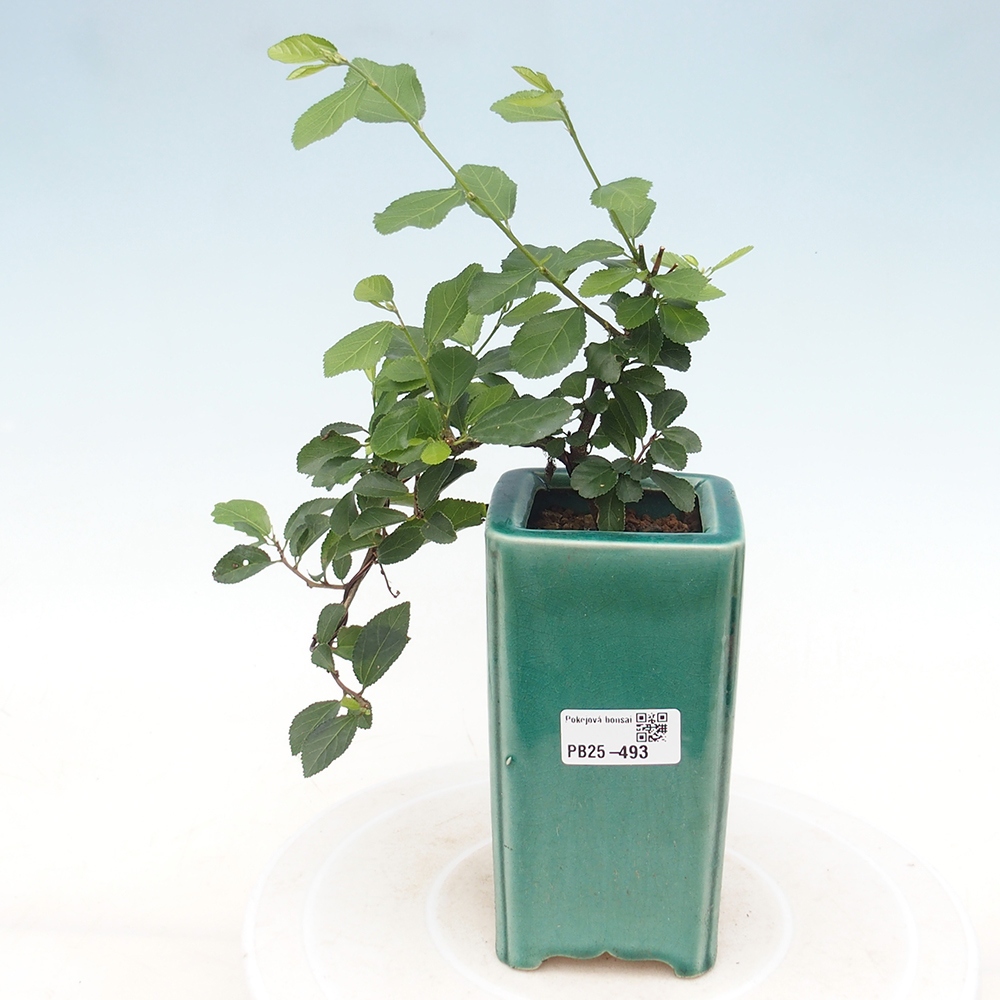 Bonsái de interior - Grewia occidentalis - Estrella de mar lavanda