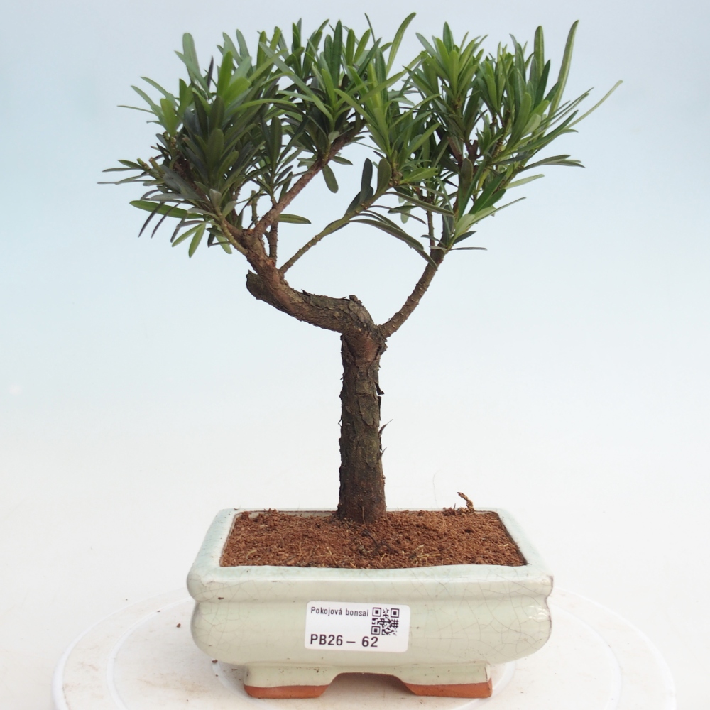 Bonsái de habitación - Podocarpus - Tejo de piedra