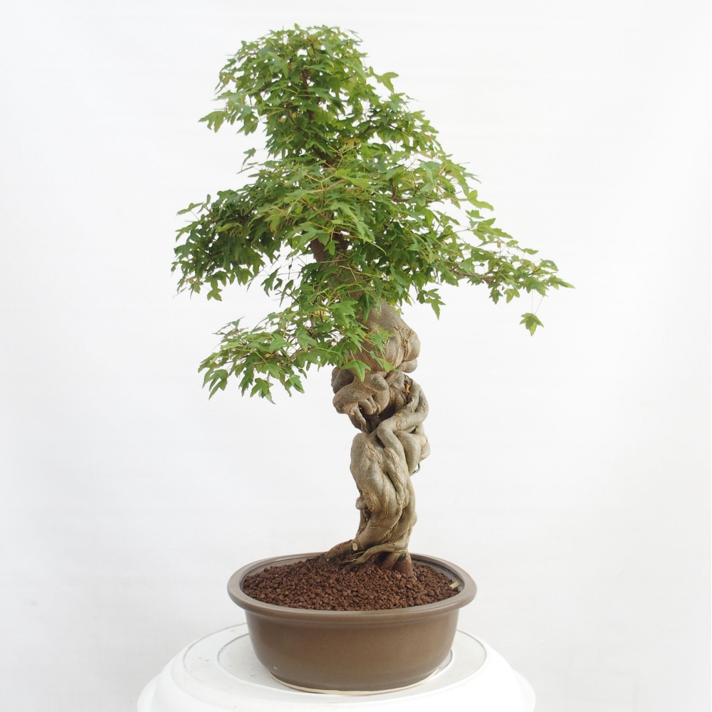 Bonsai de exterior - Acer Buergerianum - Arce hamburgués