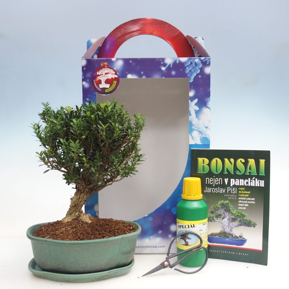 Bonsái de habitación en caja de regalo Buxus harlandii - buxus de corcho