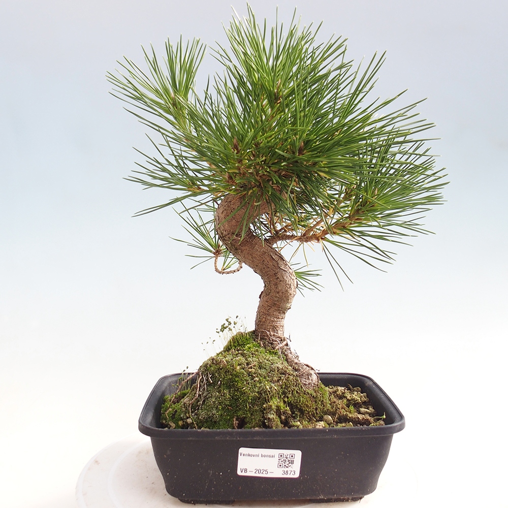 Bonsái de exterior - Pinus thunbergii - Pino Thunberg