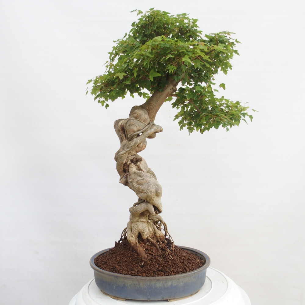 Bonsai de exterior - Acer Buergerianum - Arce hamburgués
