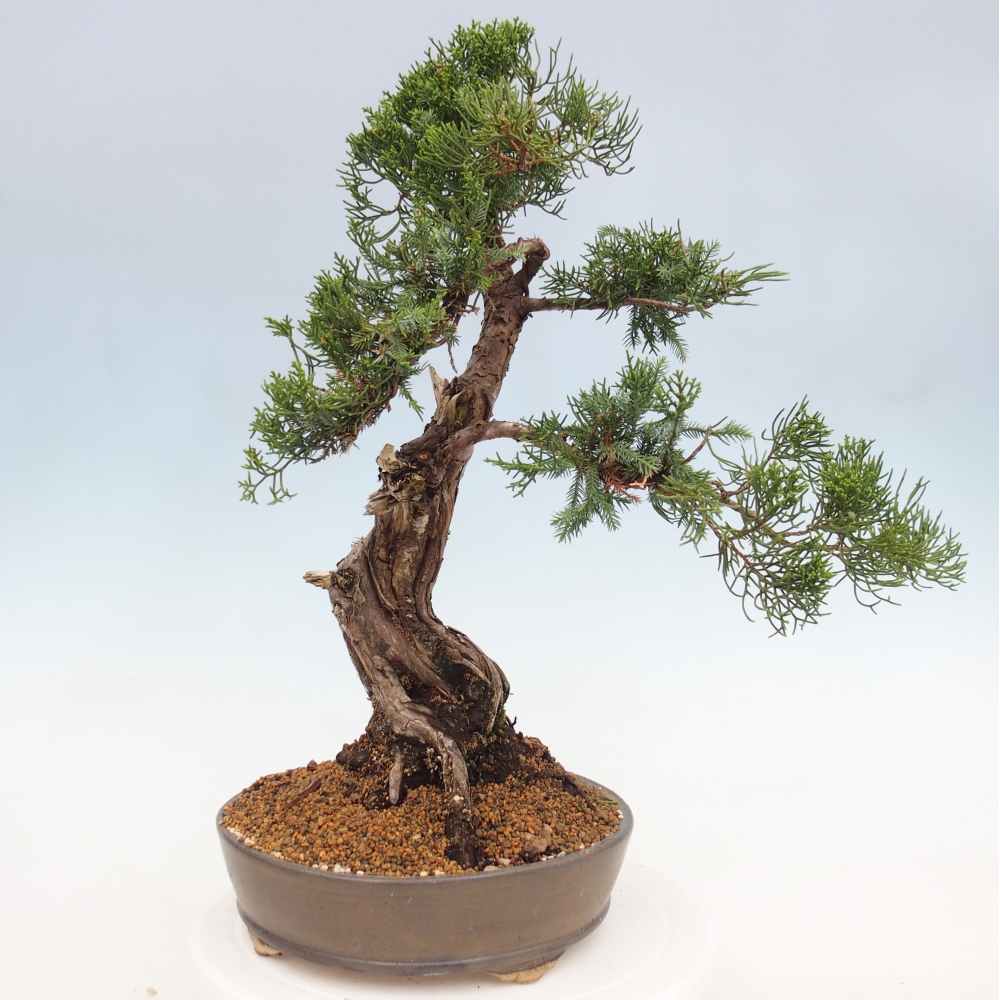 Bonsái de exterior - Juniperus chinensis Itoigawa