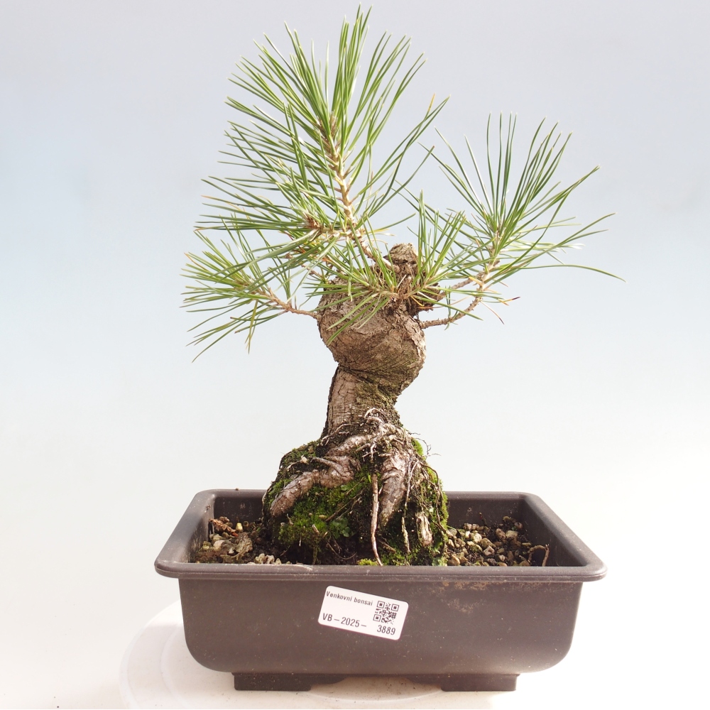 Bonsái de exterior - Pinus thunbergii - Pino Thunberg