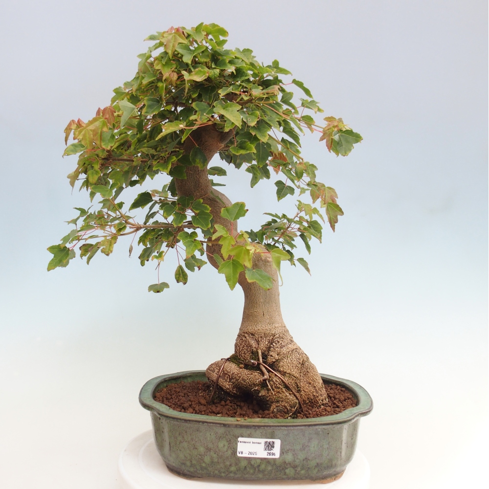 Bonsai de exterior - Acer Buergerianum - Arce hamburgués