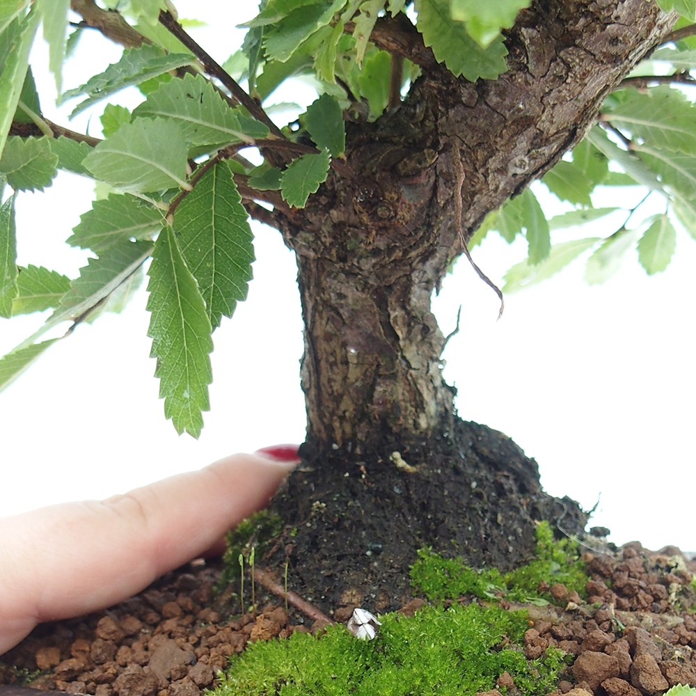 Bonsai de exterior - Zelkova - Zelkova NIRE