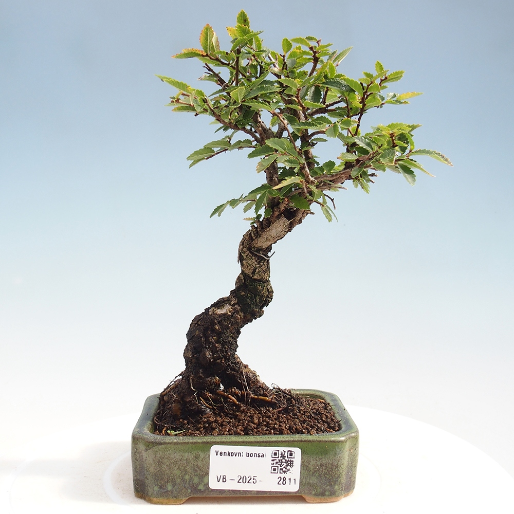 Bonsai de exterior - Zelkova - Zelkova NIRE