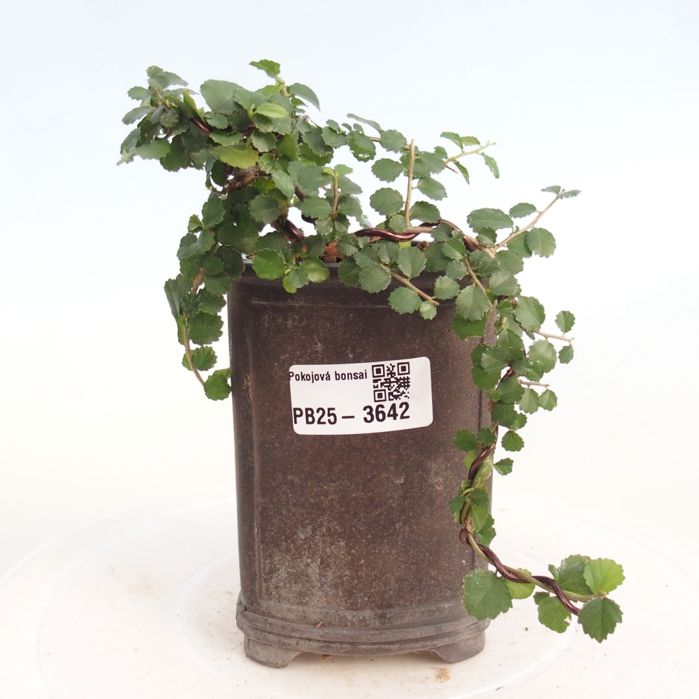 Bonsái de habitación - Grewia sp. - Grewia malafolia