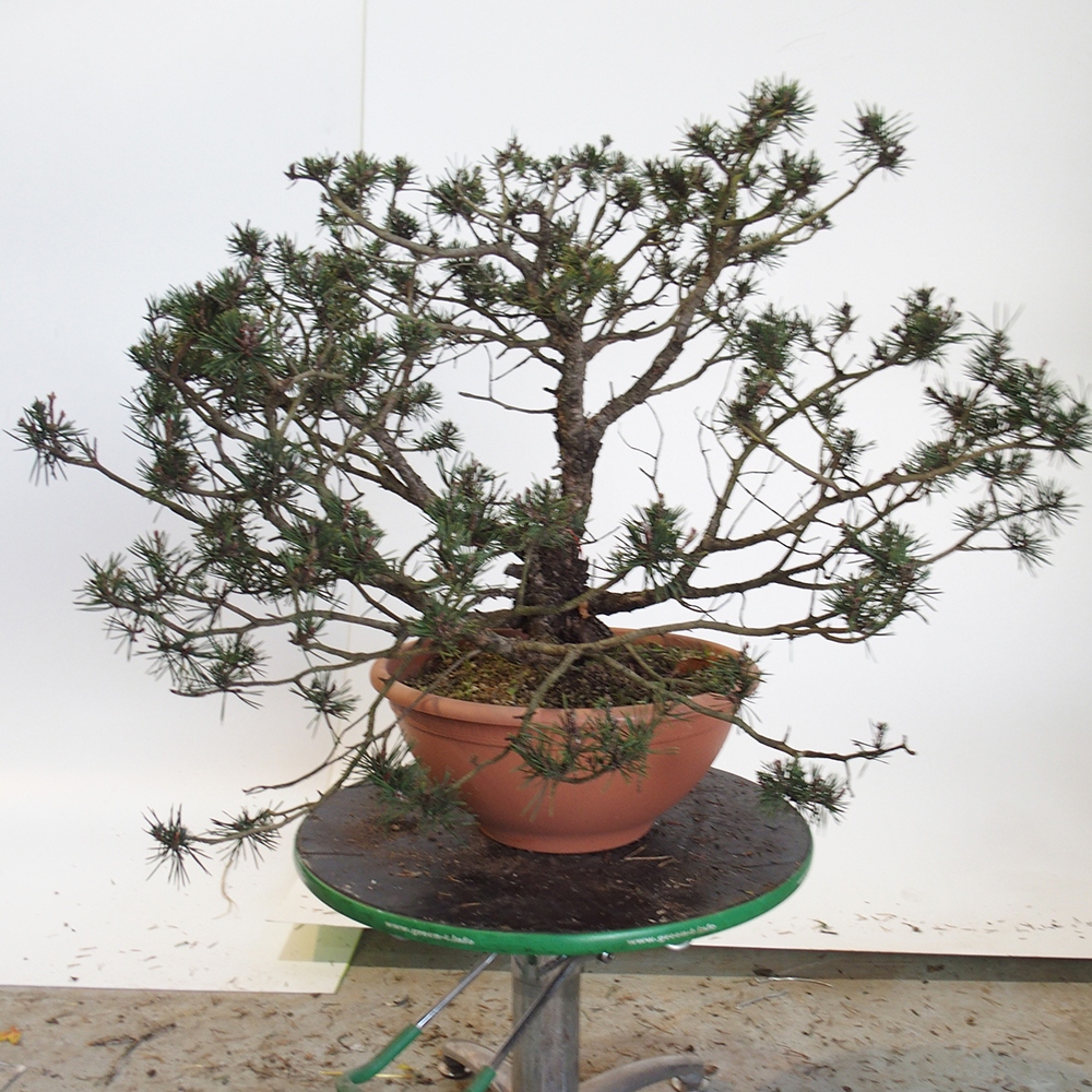 Yamadori - Pinus sylvestris España