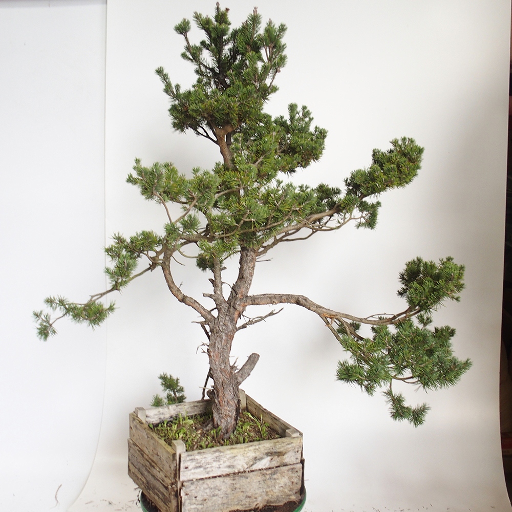Yamadori - Pinus sylvestris España