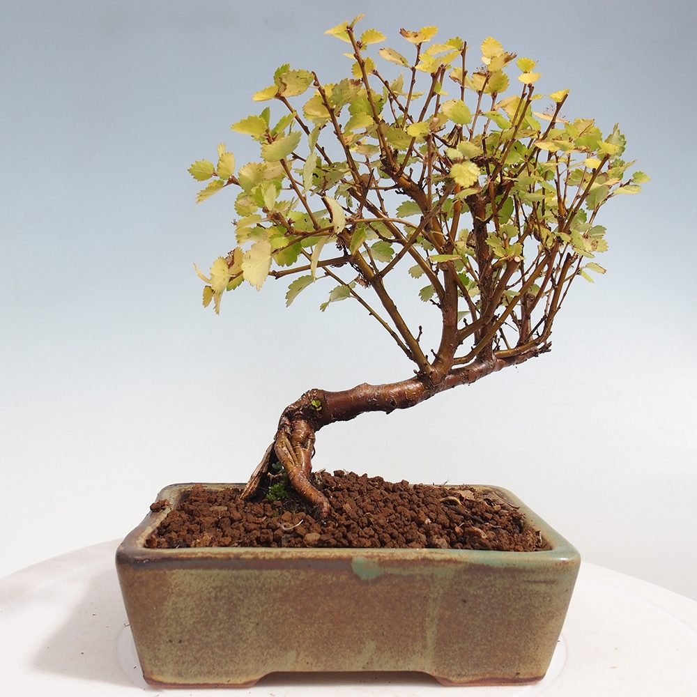Bonsai de exterior - Abedul enano - Betula NANA Treasure