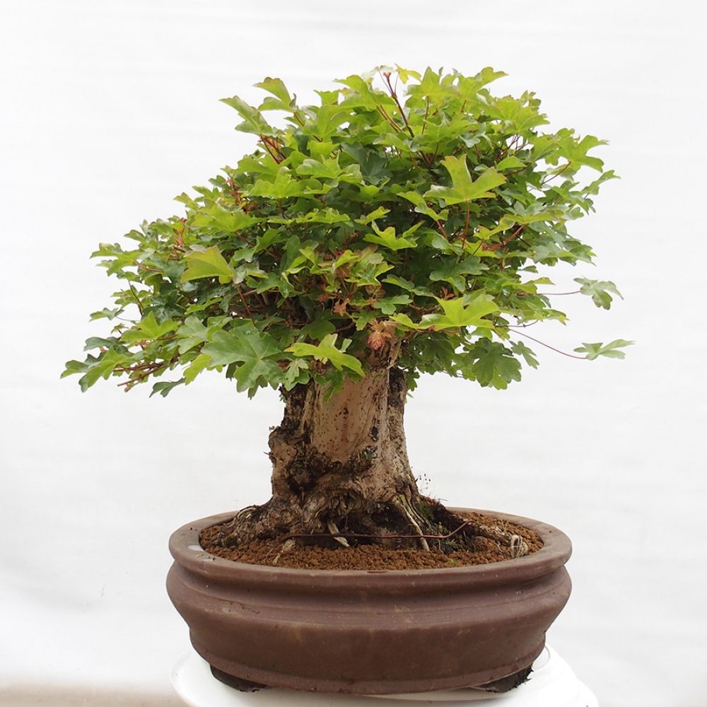 Bonsai de exterior - Acer Campestre - Arce babyka