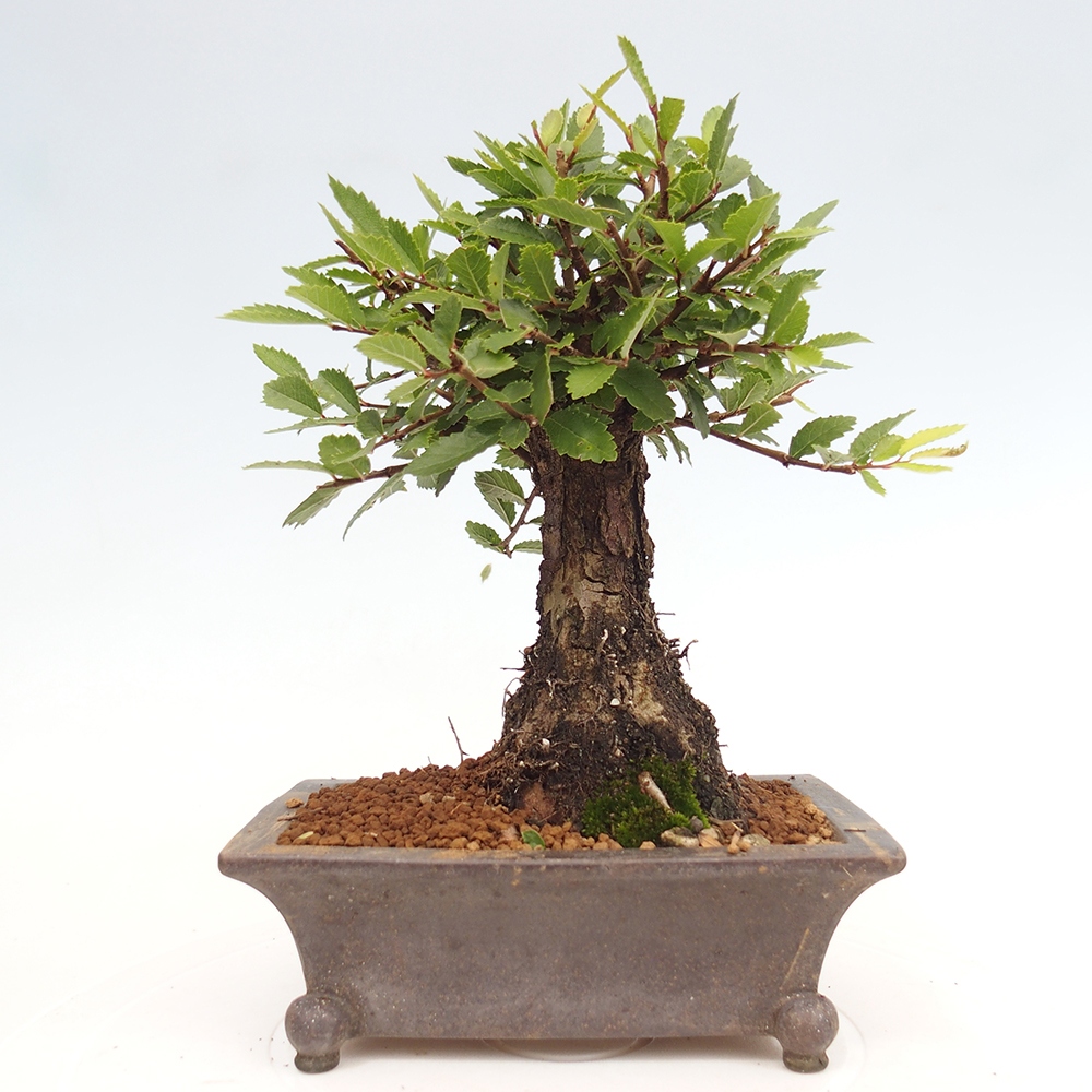 Bonsai de exterior - Zelkova - Zelkova NIRE