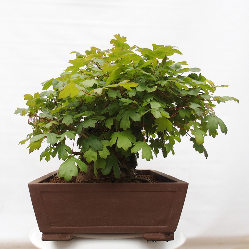 Bonsái de exterior -Javor babyka - Acer campestre