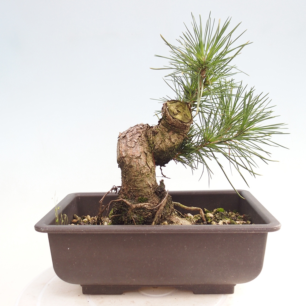 Bonsái de exterior - Pinus thunbergii - Pino Thunberg