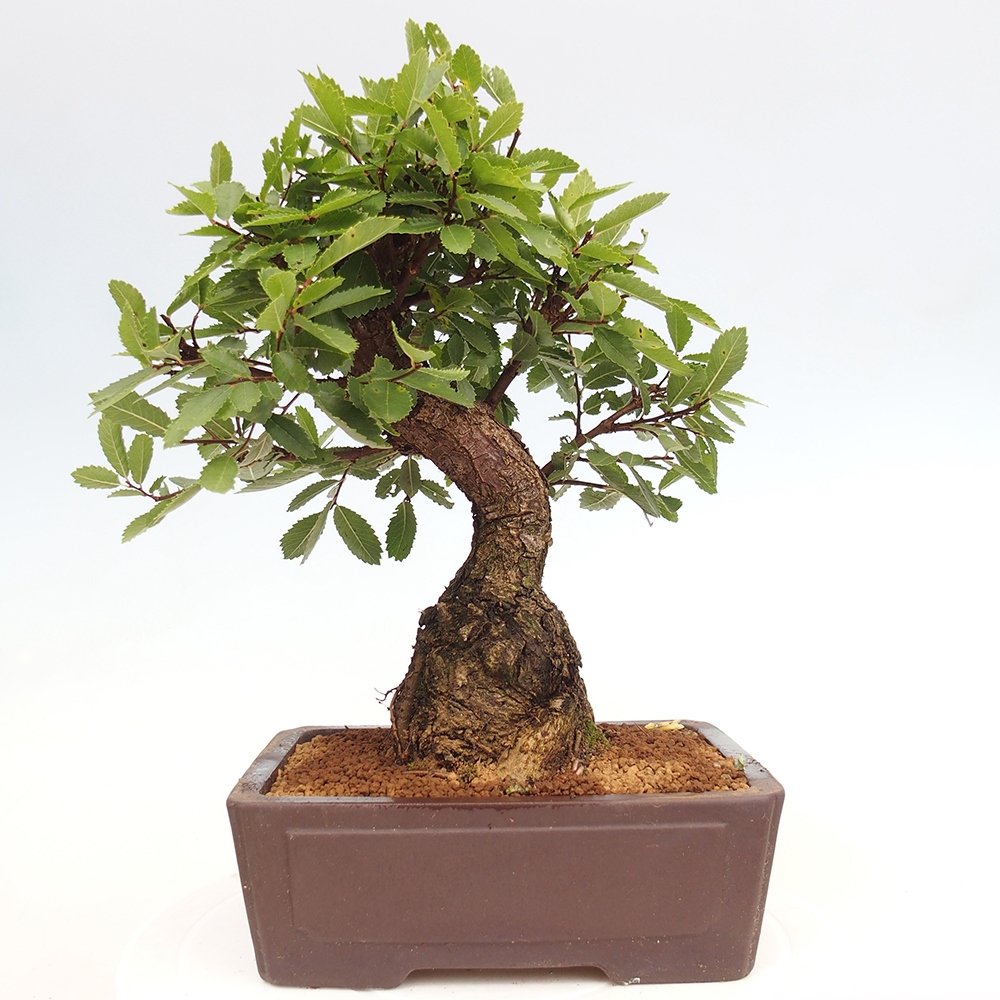 Bonsai de exterior - Zelkova - Zelkova NIRE