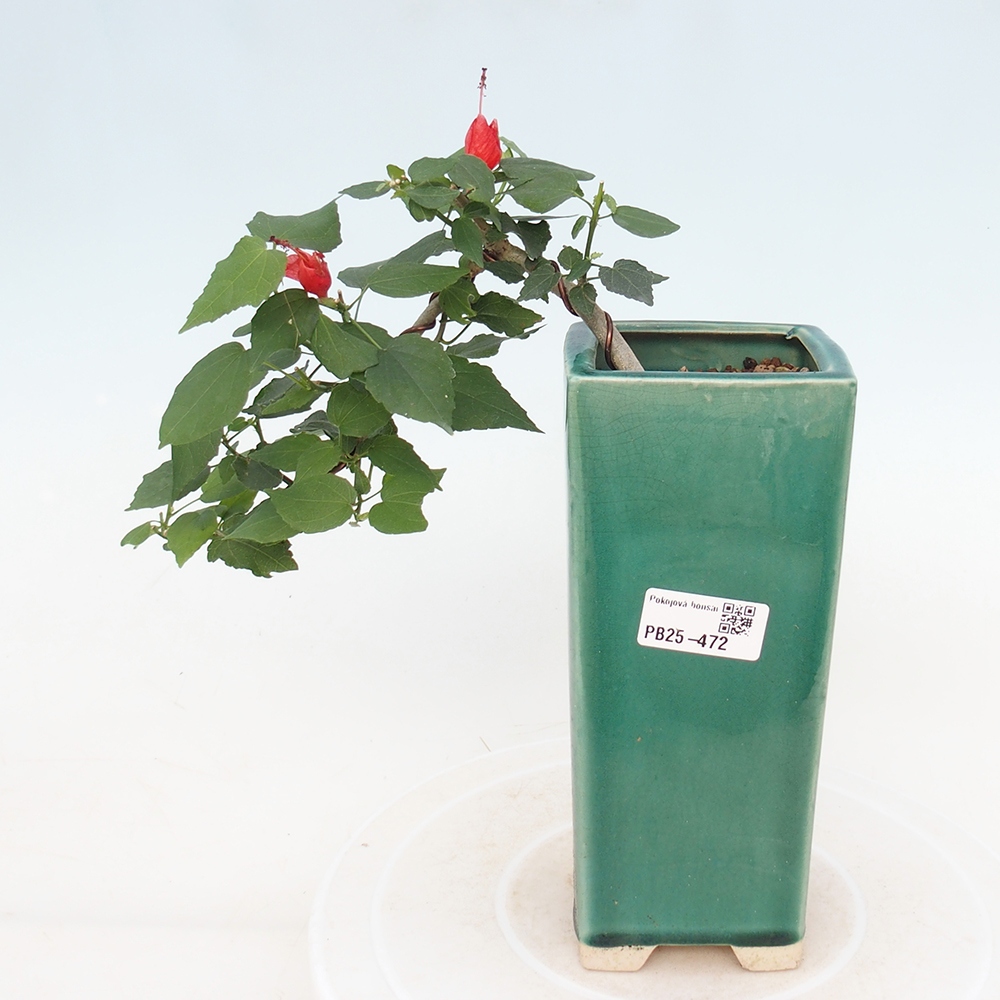 Bonsái de interior - Malvaviscus arboreus