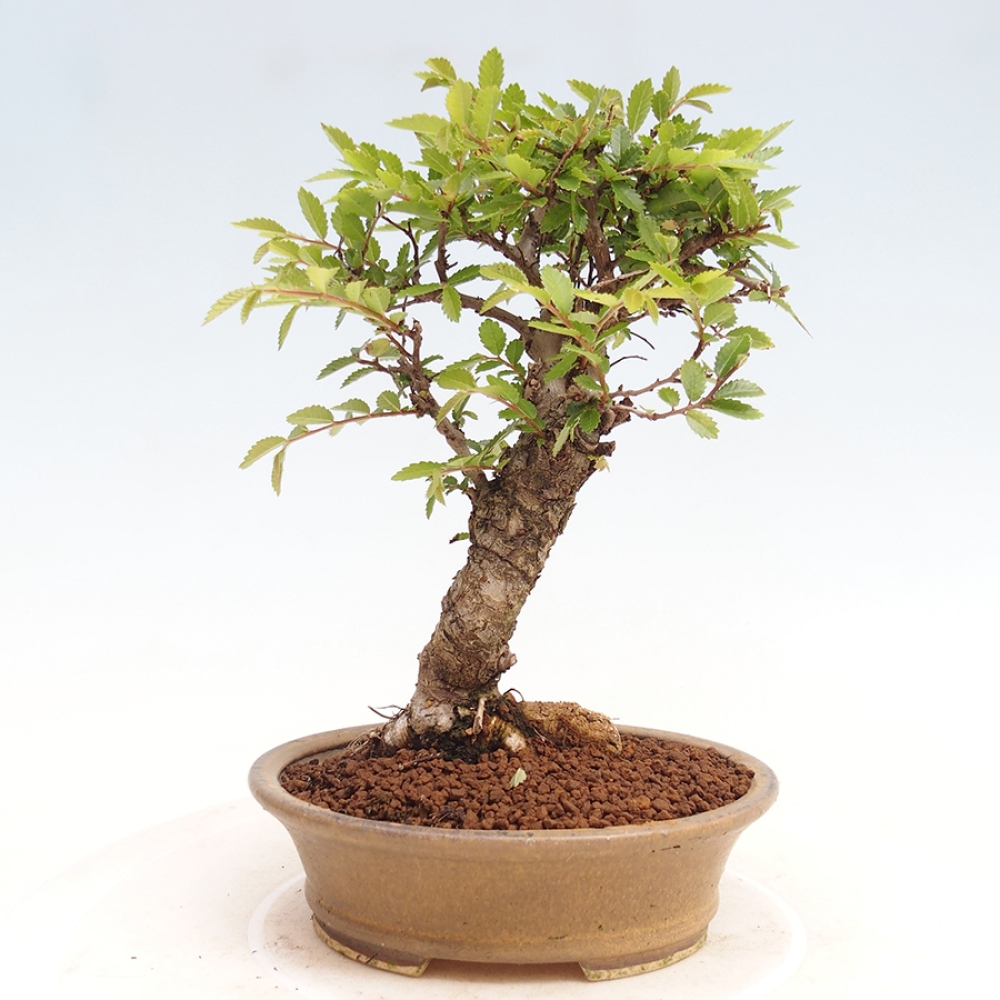 Bonsai de exterior - Zelkova - Zelkova NIRE