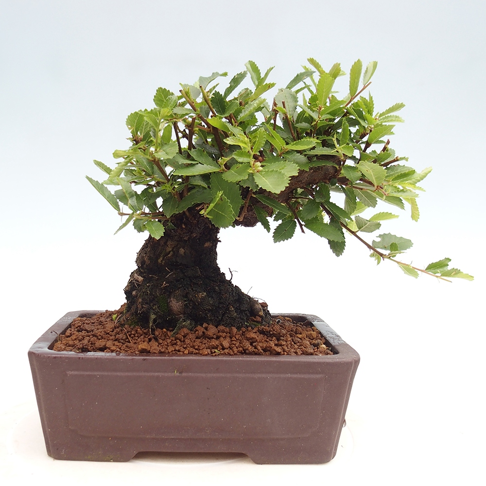 Bonsai de exterior - Zelkova - Zelkova NIRE