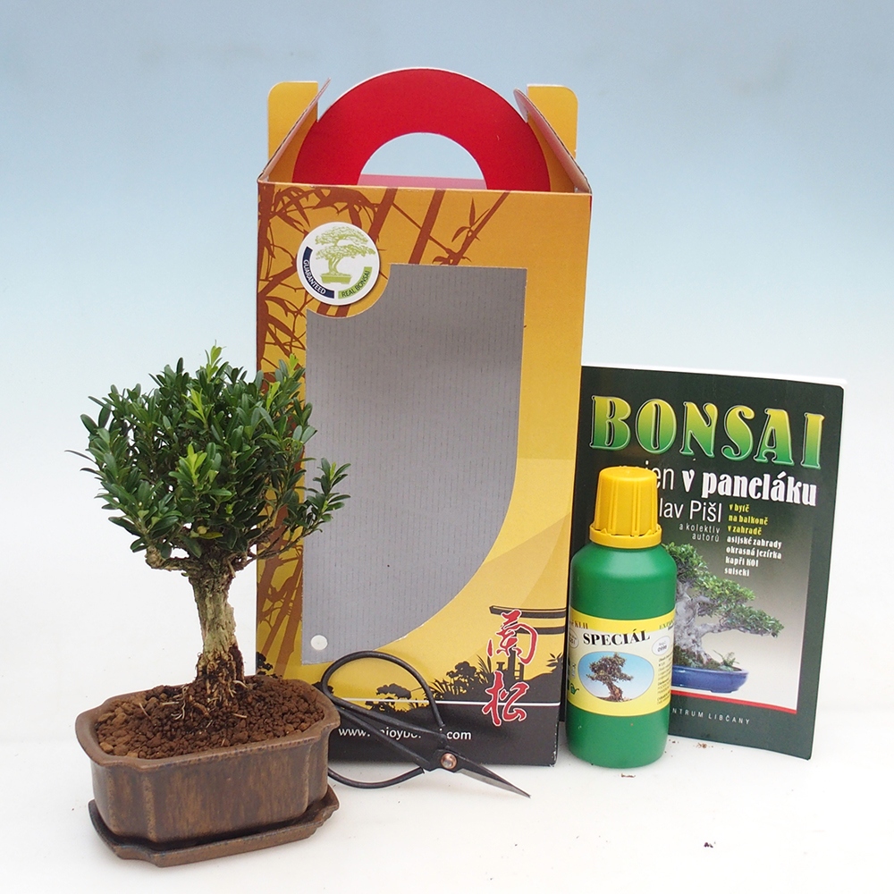 Bonsái de habitación en caja de regalo Buxus harlandii - buxus de corcho