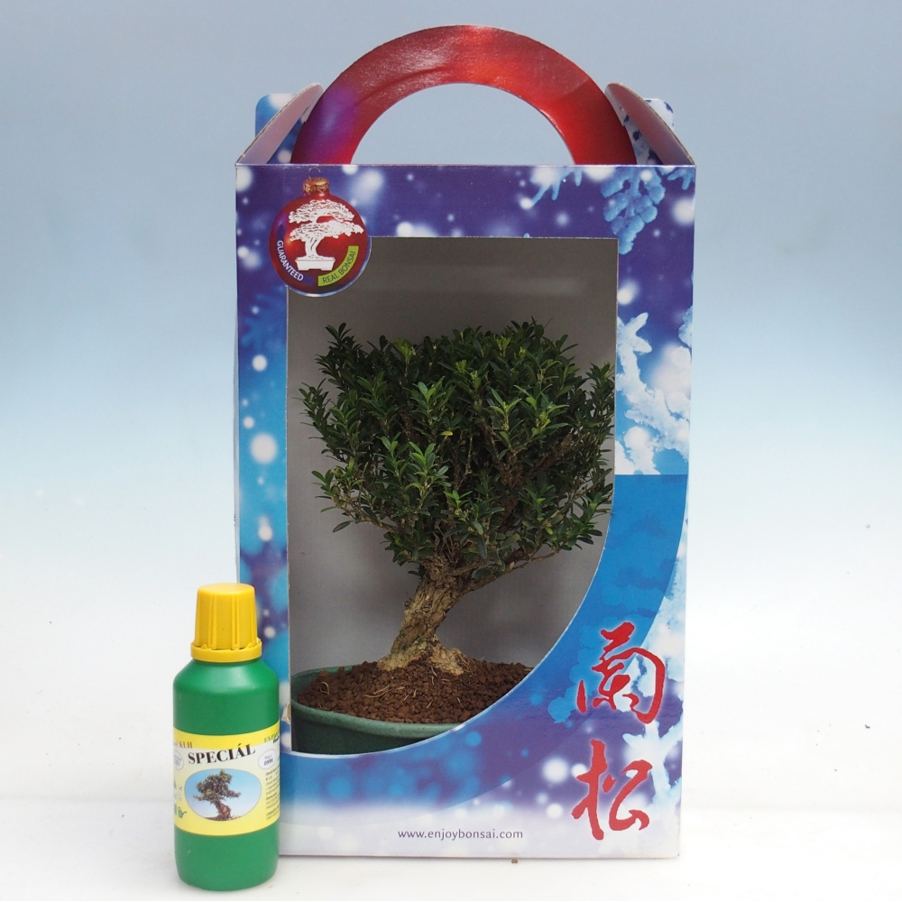 Bonsái de habitación en caja de regalo Buxus harlandii - buxus de corcho