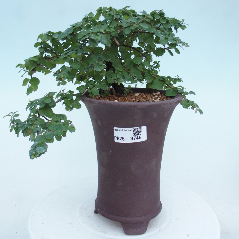 Bonsái de habitación - Grewia sp. - Grewia malafolia