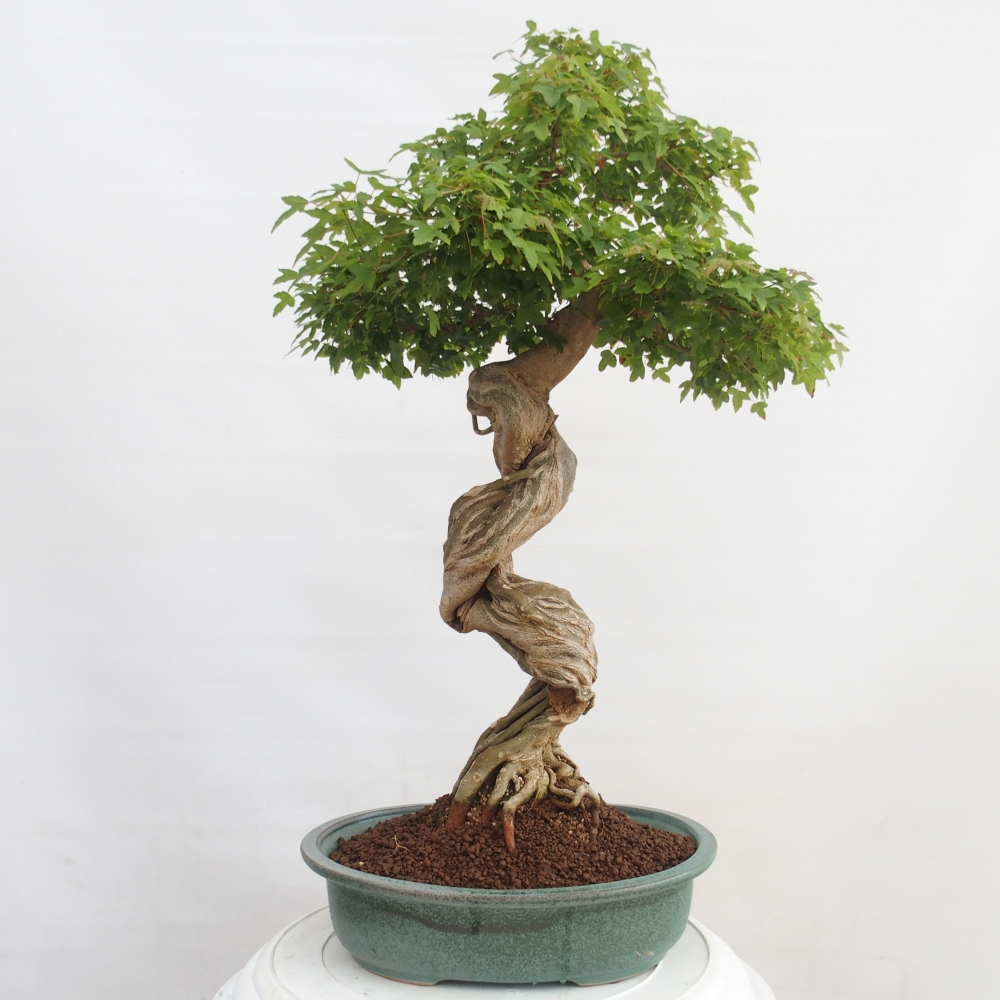 Bonsai de exterior - Acer Buergerianum - Arce hamburgués