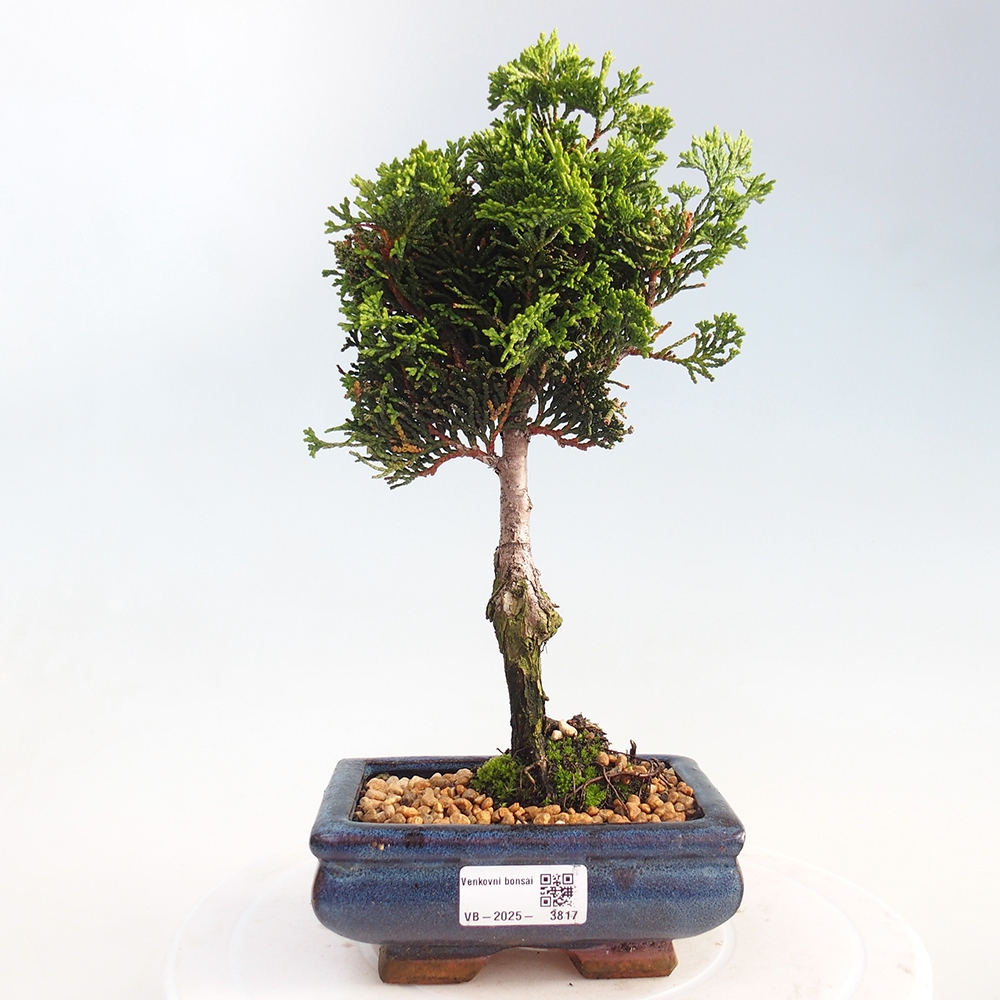 Bonsai de exterior - Cham.pis obtusa Nana Gracilis - Ciprés