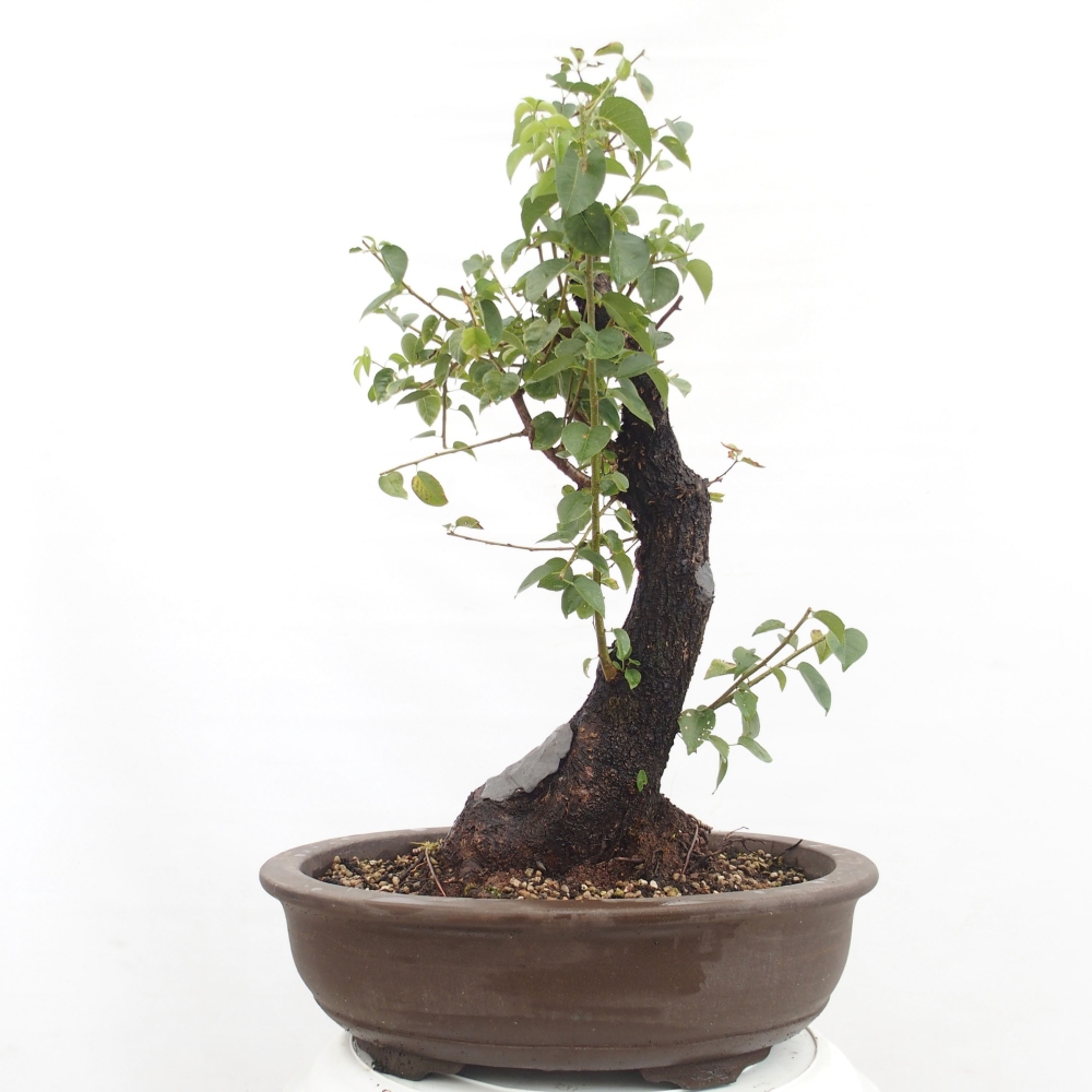 Bonsai de exterior - Mahalebka - Prunus mahaleb